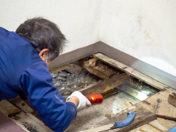Best Black Mold Removal  in North Hartsville, SC