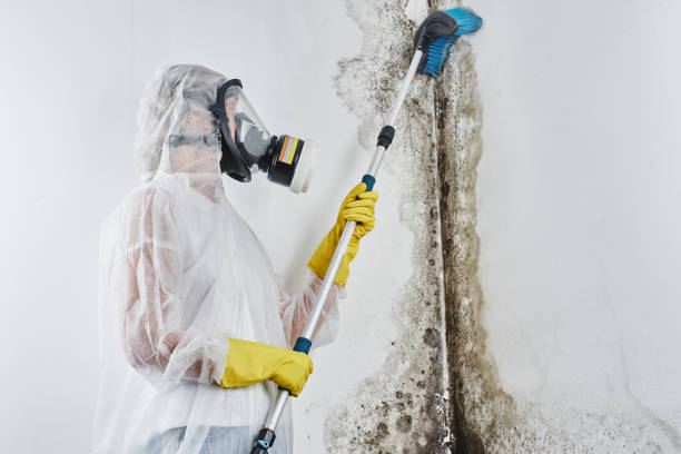 Certified Mold Removal in North Hartsville, SC