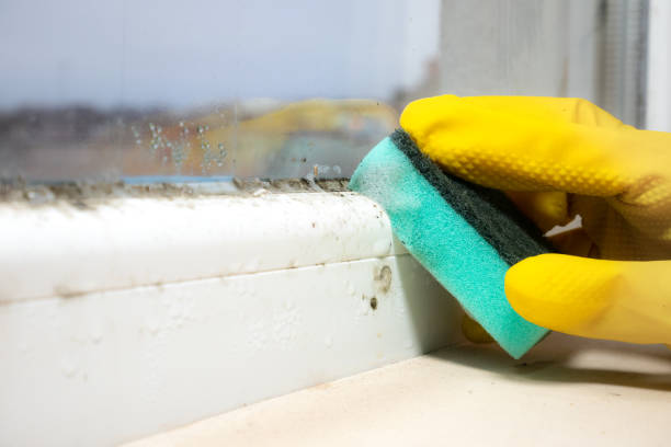 Best Mold Remediation Experts  in North Hartsville, SC