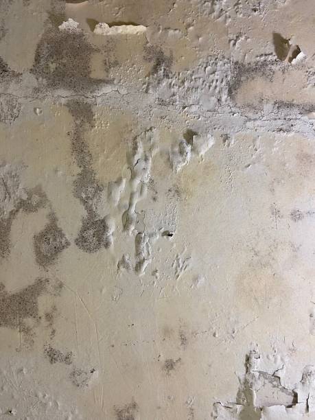 Best Commercial Mold Removal  in North Hartsville, SC